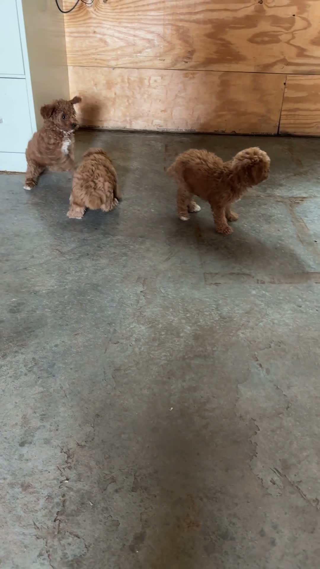 Toy Poodle dogs for sale: Toy Poodle 2 - Video 2
