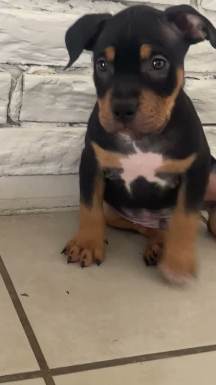 American Bully dogs for sale:  1 - Video 2