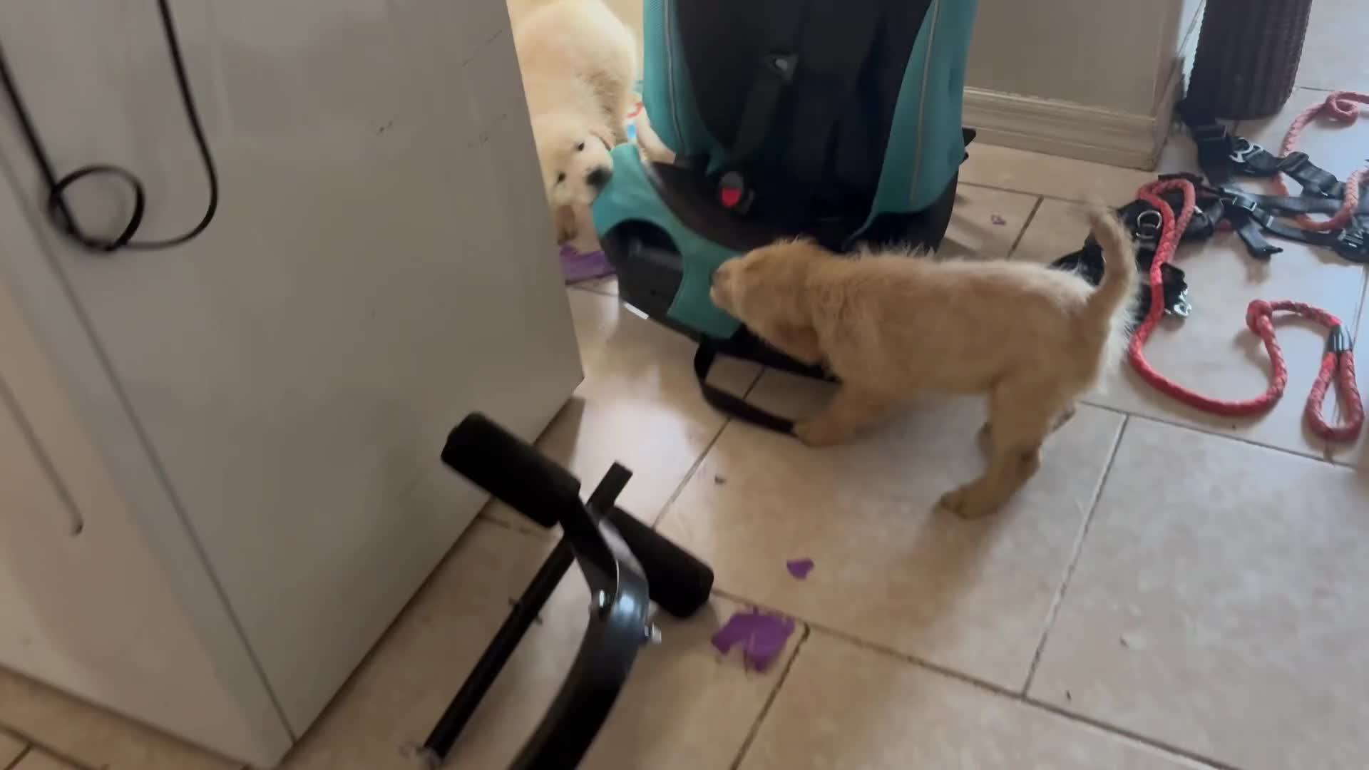 Golden Retriever dogs for sale: Bella - Video 1
