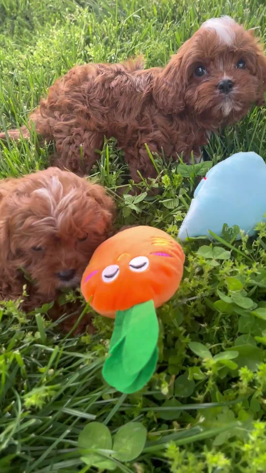 Cavapoo dogs for sale: Ian - Video 2