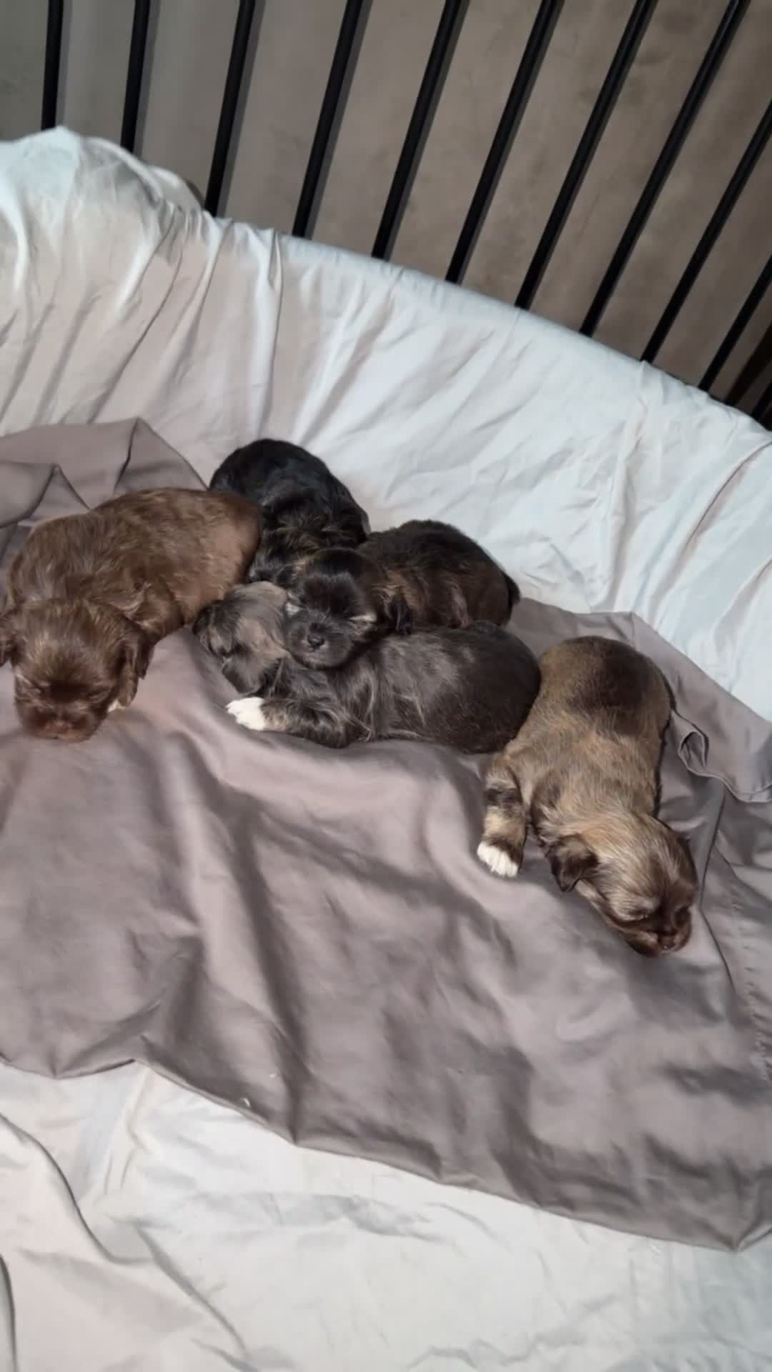 Mixed Breed dogs for sale: Mixed Breed 4 - Video 1