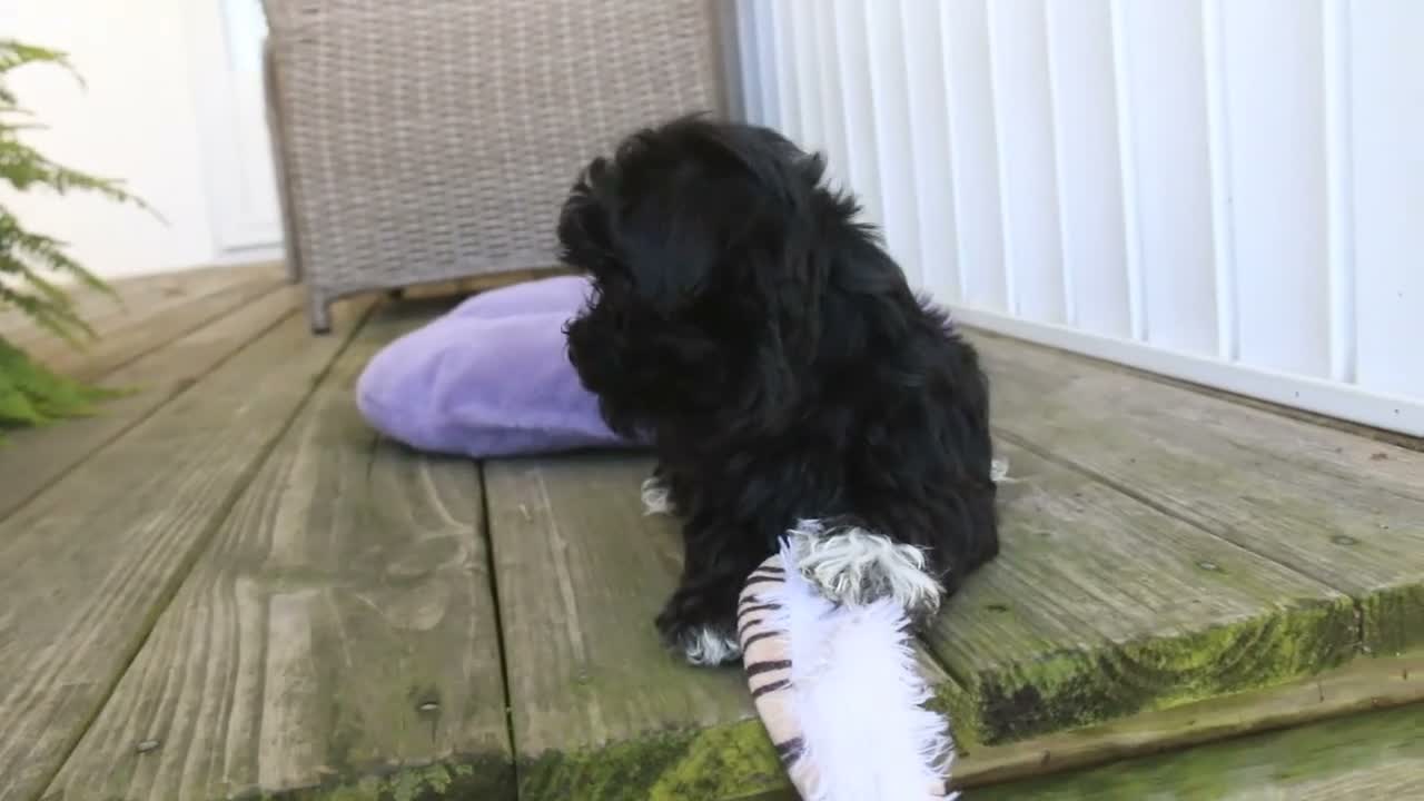 Havanese dogs for sale: Maltilda Havanese - Video 1