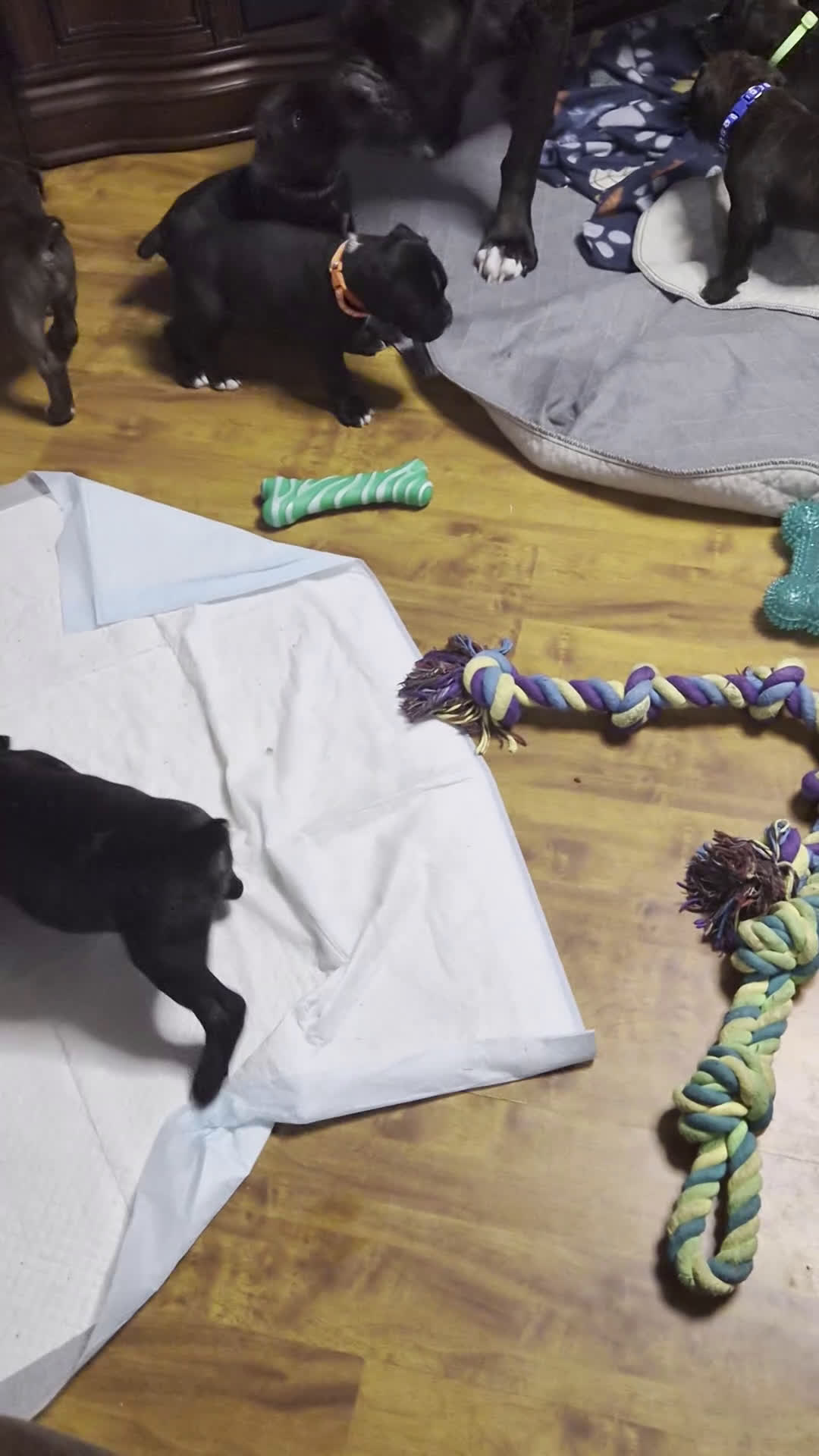 Boxer dogs for sale: Orange - Video 1