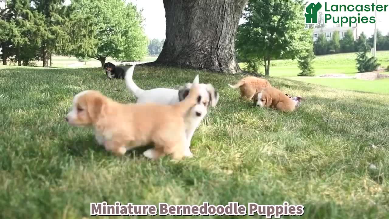 Mini Bernedoodle dogs for sale: Philip - Video 1