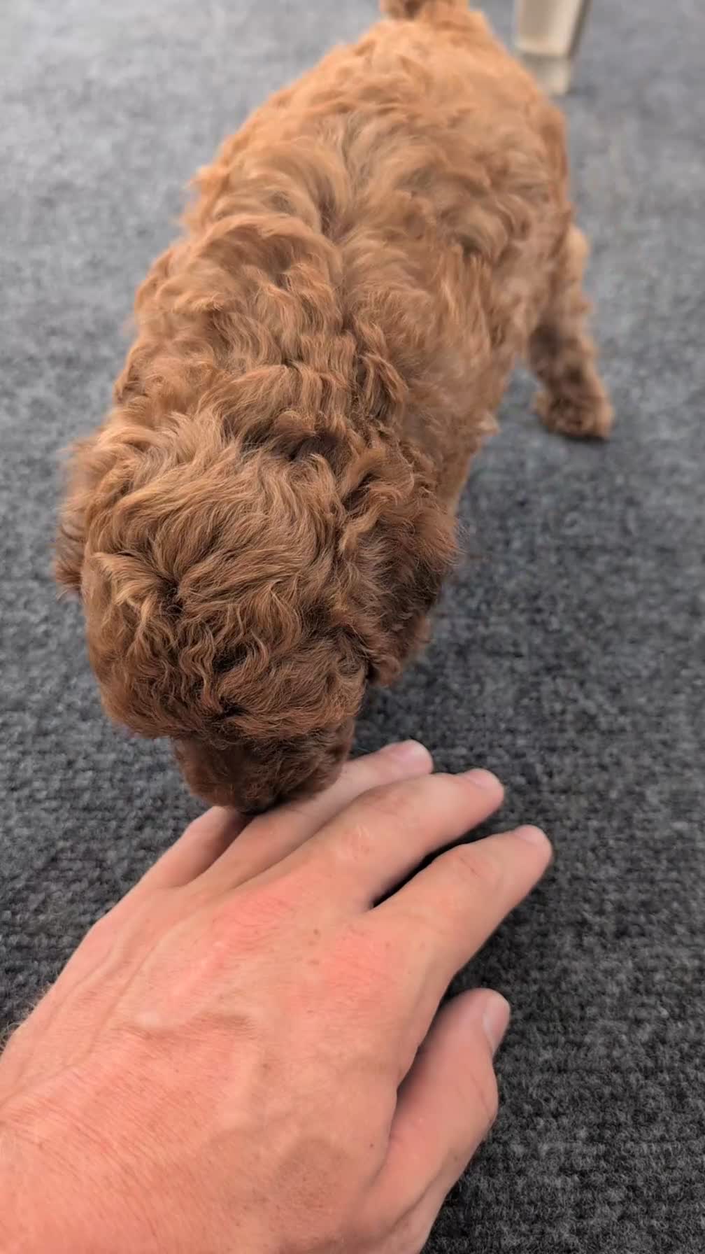Toy Poodle dogs for sale: Violet  - Video 1