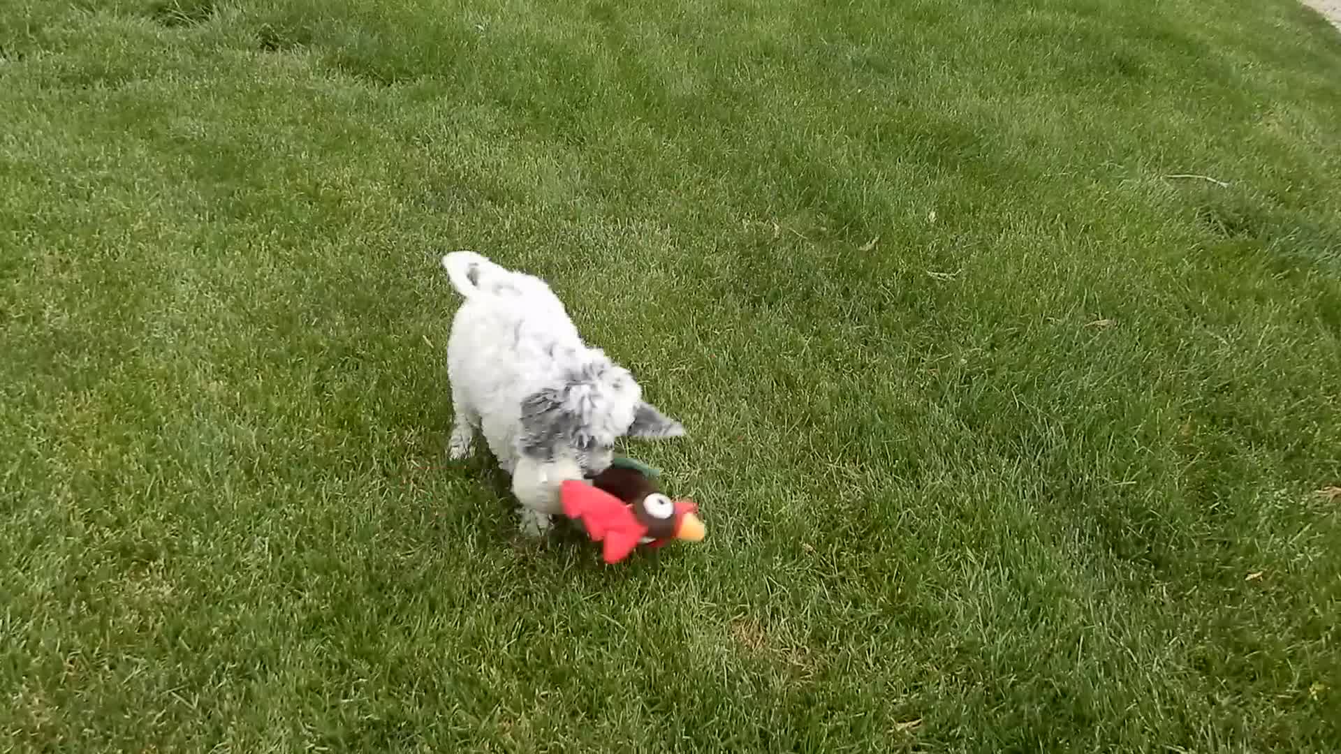 Sheepadoodle dogs for sale: Brooke-MEDIUM - Video 1
