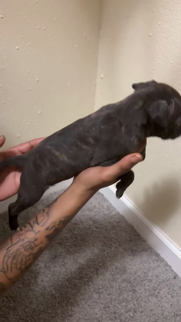 American Pit Bull Terrier dogs for sale: Princess - Video 1