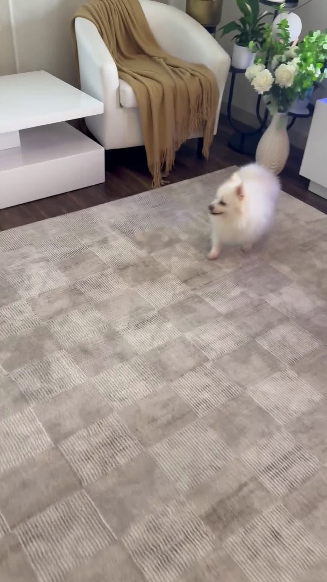 Pomeranian dogs for sale: Spunky ♥️ - Video 3