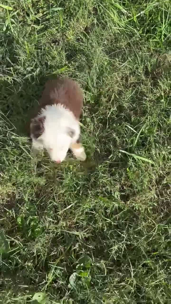 Australian Shepherd dogs for sale: Apple (AKC) - Video 1