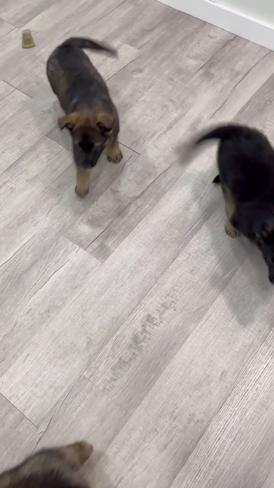 German Shepherd dogs for sale: Biffy - Video 2