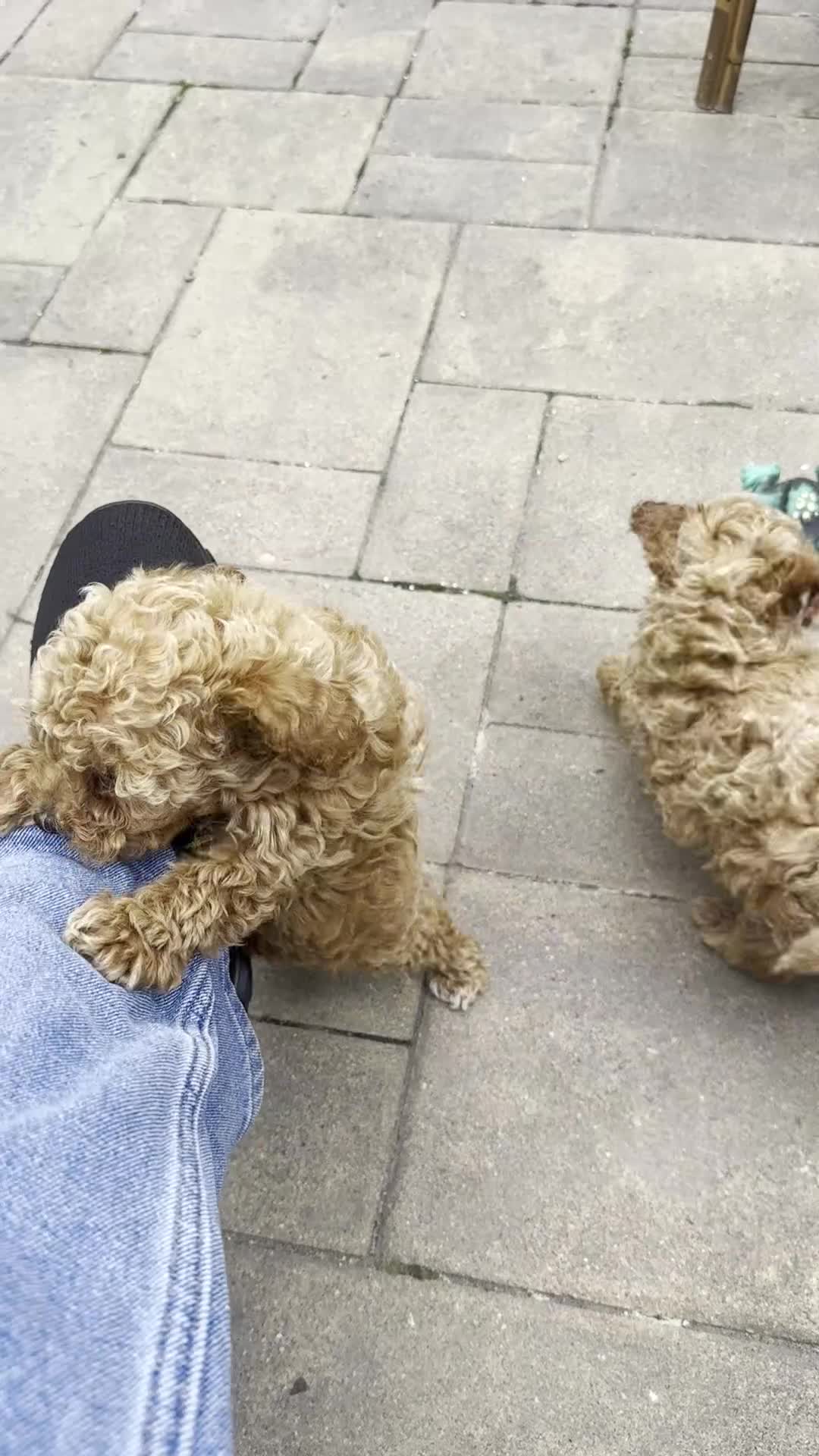 Toy Poodle dogs for sale: Tiny Ziggy- AKC POTTY & CRATE  TRAINED GENETICALLY HEALTH TESTED PARENTS - Video 1
