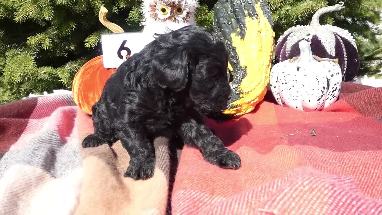 Cavapoo dogs for sale: Cavapoo 4 Duffy - Video 2