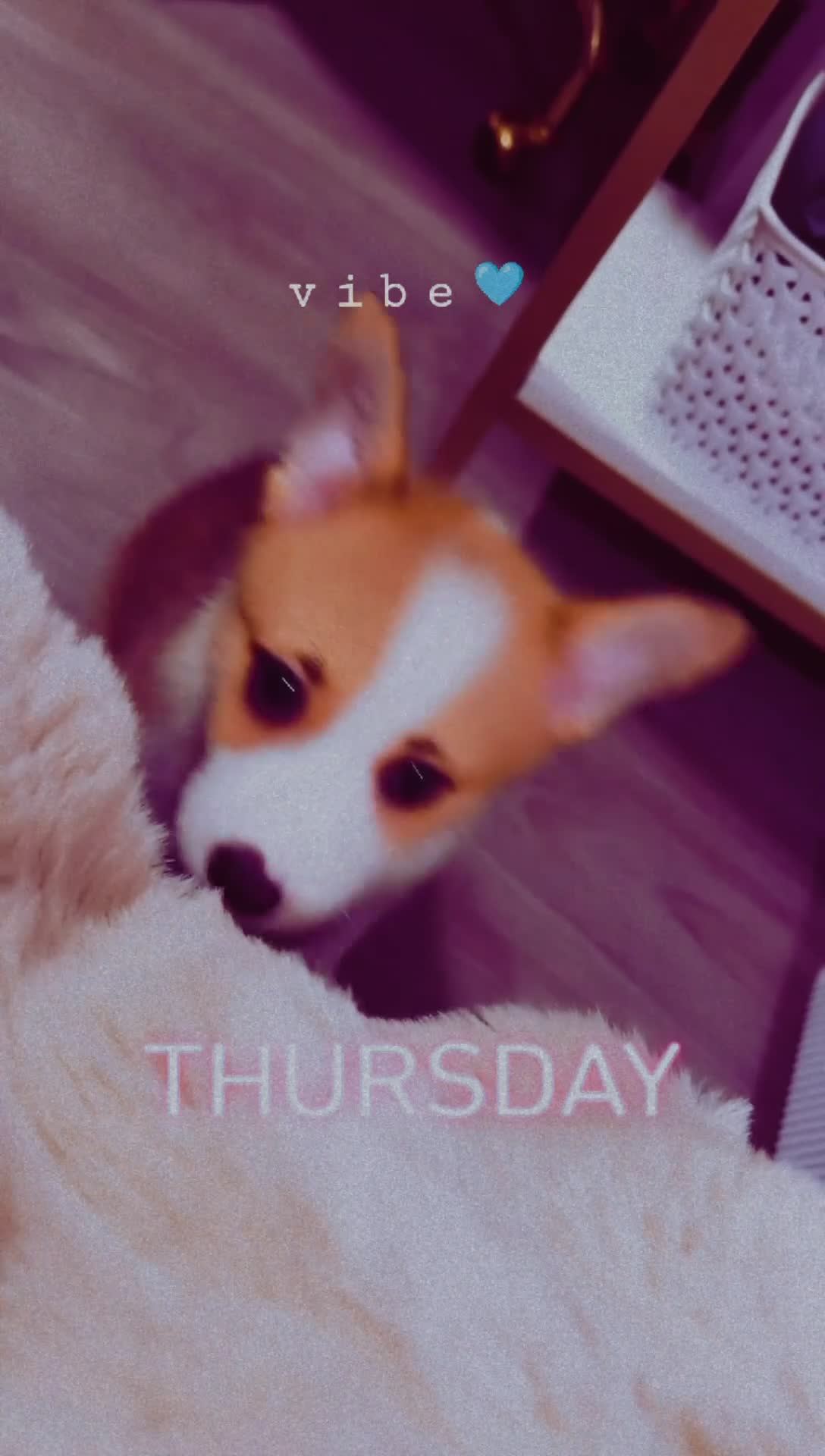 Welsh Corgi Pembroke dogs for sale: Welsh Corgi Pembroke 1 - Video 3