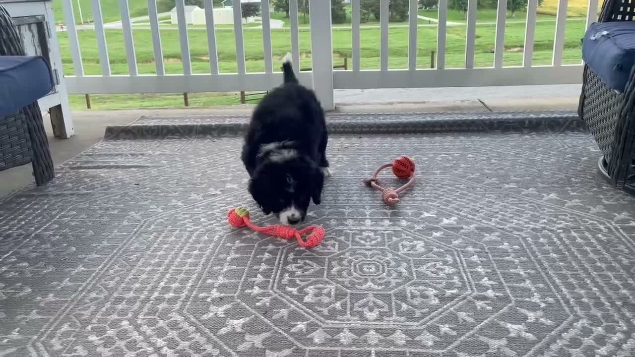 Bernedoodle dogs for sale: Wyatt - Video 1