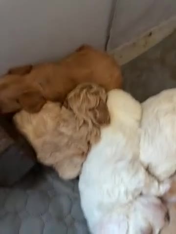 Shihpoo dogs for sale: Shihpoo 1 rocky  - Video 2