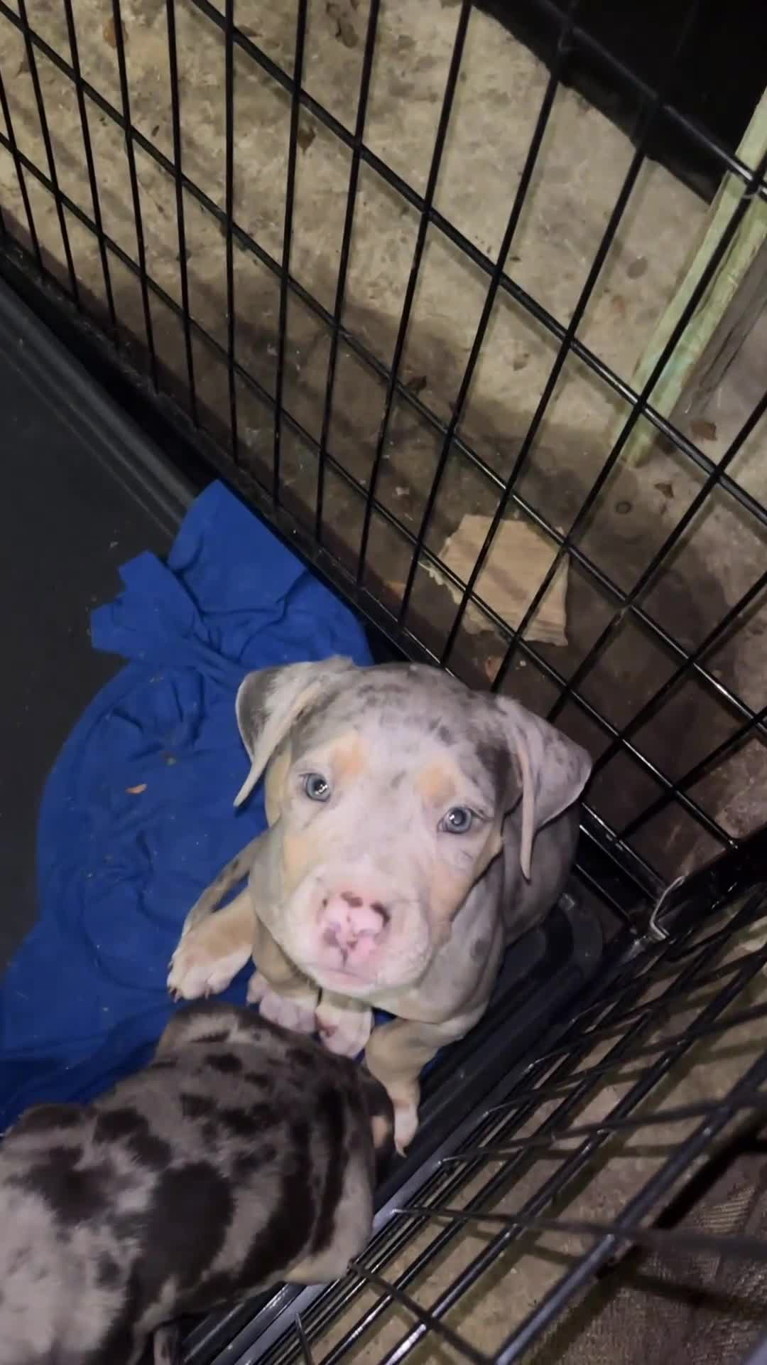 American Bully dogs for sale: American Bully 3 - Video 2