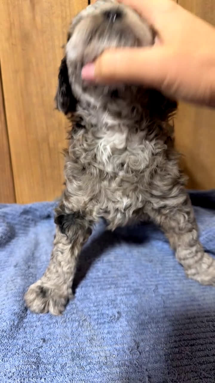 Mixed Breed dogs for sale: Medium F1b Bernedoodle - Scarlett - Video 2