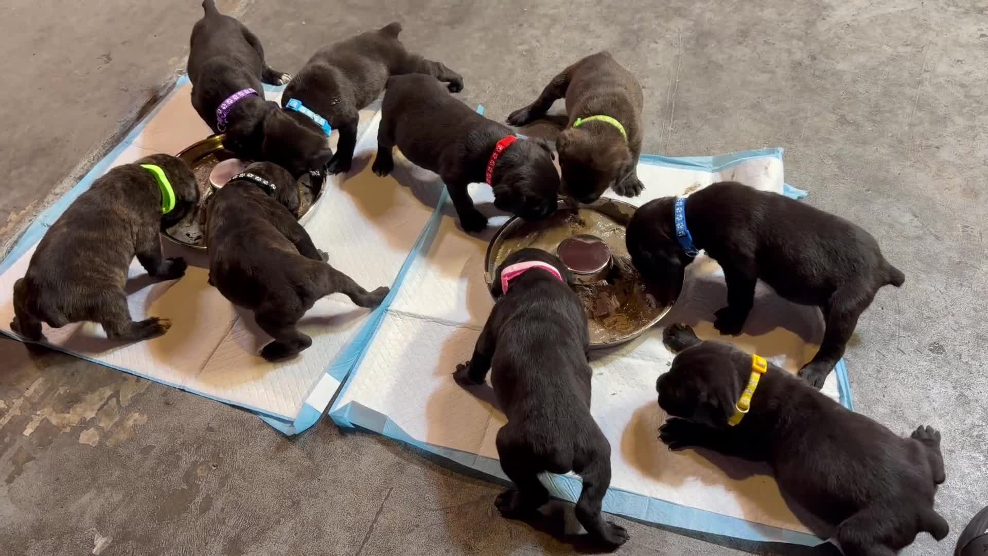 Cane Corso dogs for sale: Cane Corso Puppy 1 - Video 1