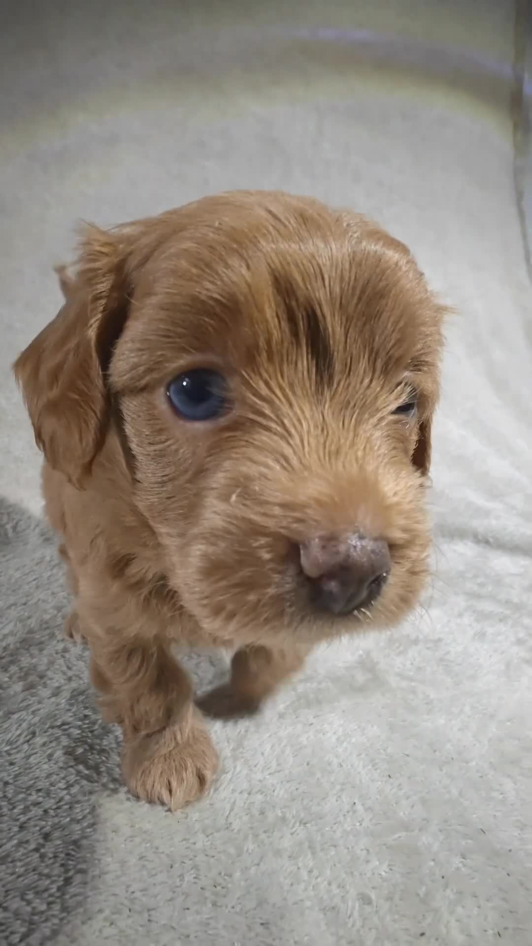 Cavapoo dogs for sale: Sterling (Micro Cavapoo) - Video 1