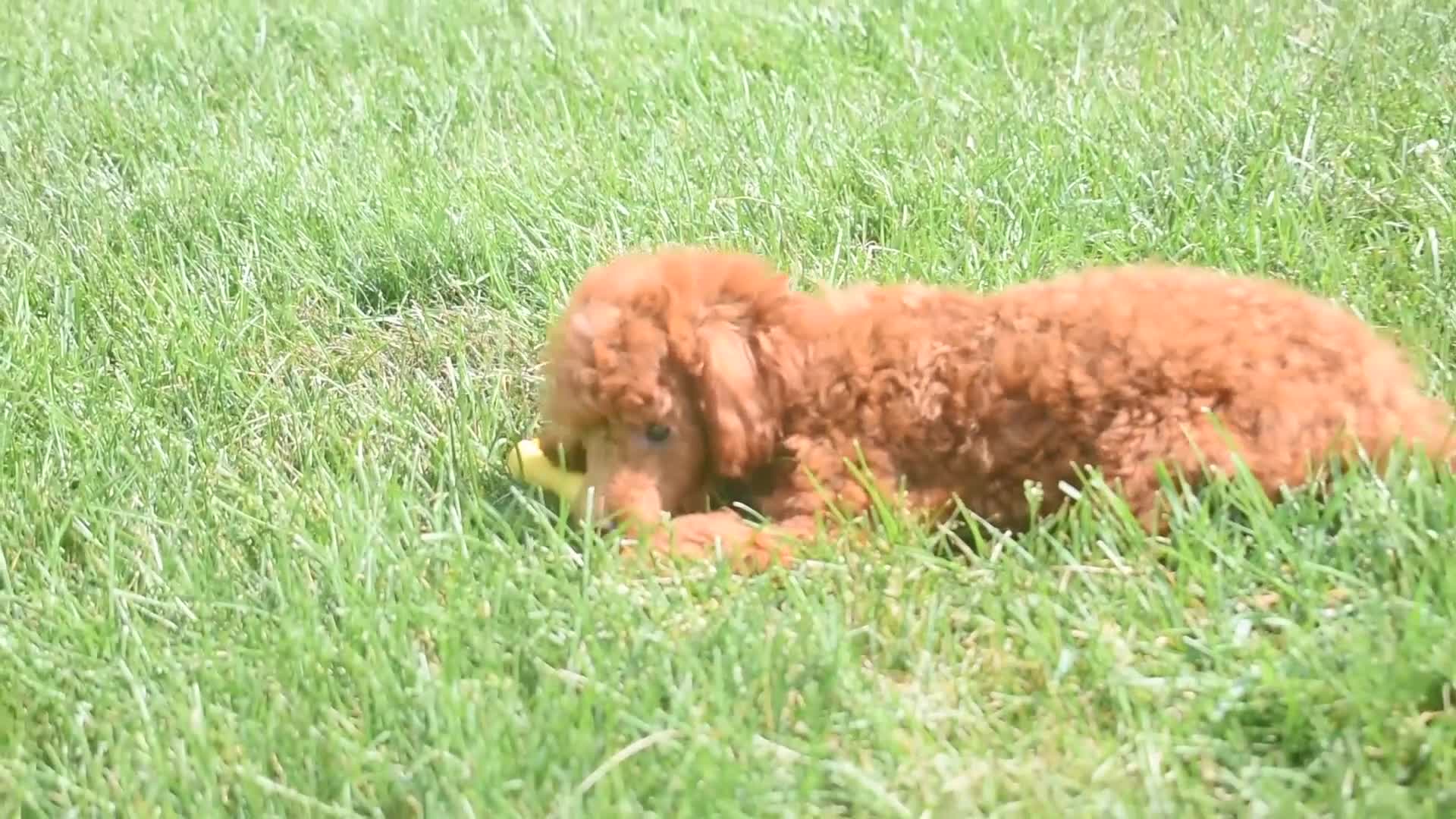 Miniature Poodle dogs for sale: Denver  💕🐶 - Video 1