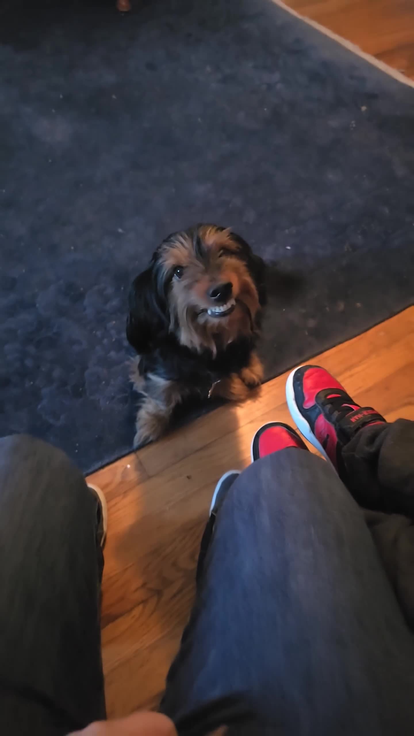 Mixed Breed dogs for sale: Lily - Video 1