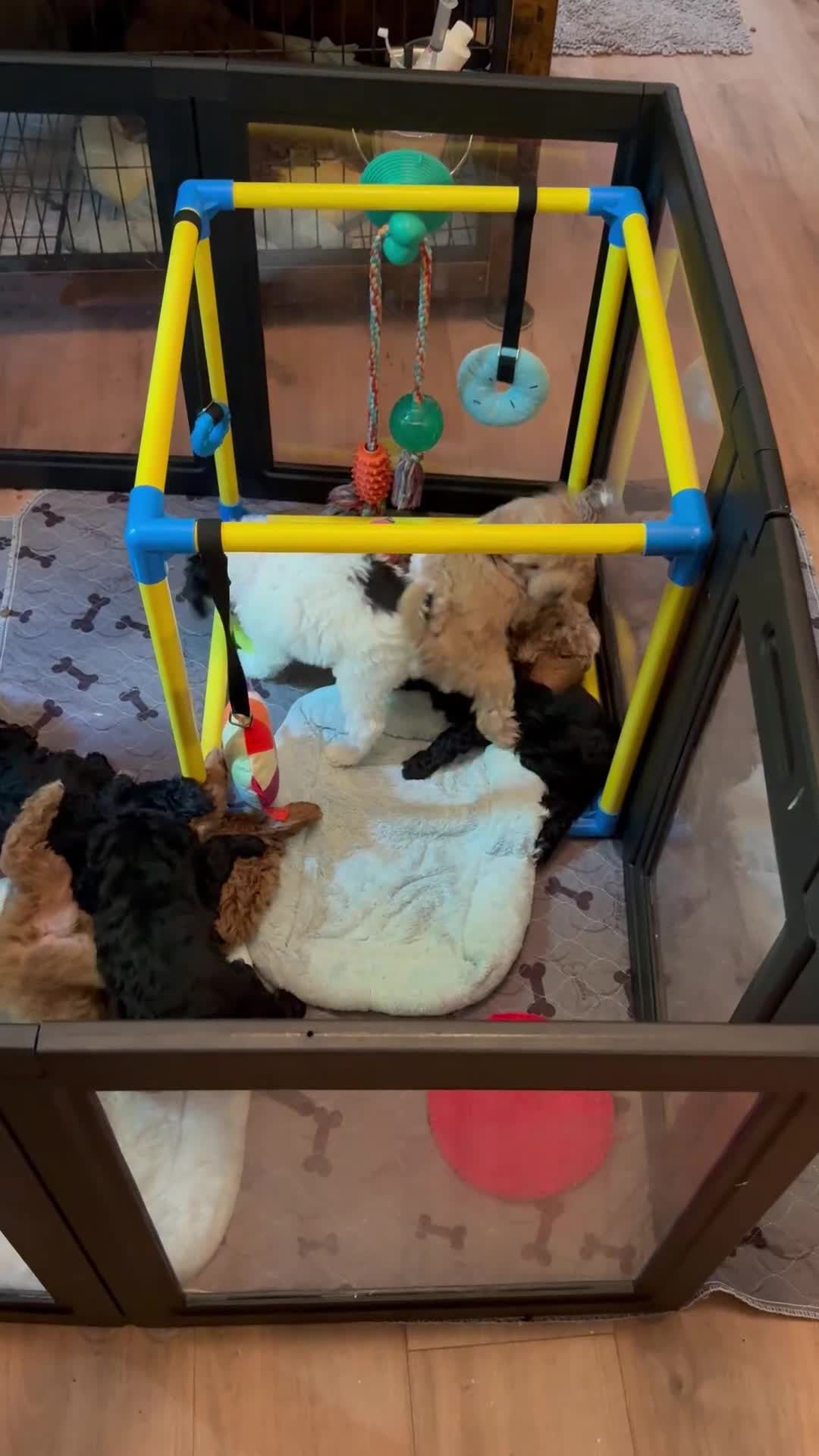 Mini Goldendoodle dogs for sale: Ahsoka - Video 1