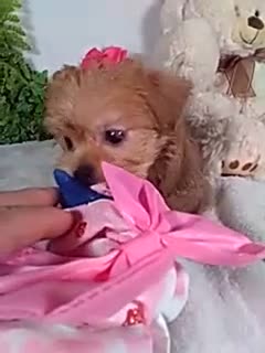 Shorkie dogs for sale: Penny - Video 2