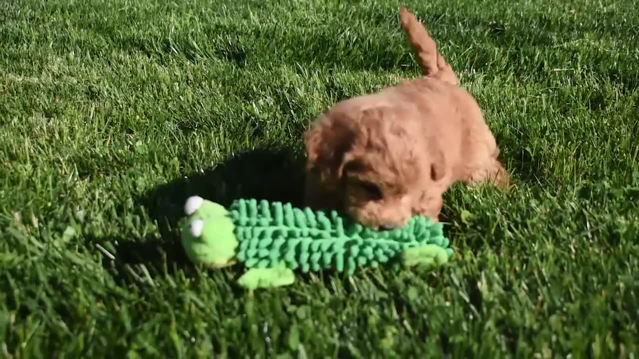 Bichpoo dogs for sale: Kyle 🐶💖 - Video 1