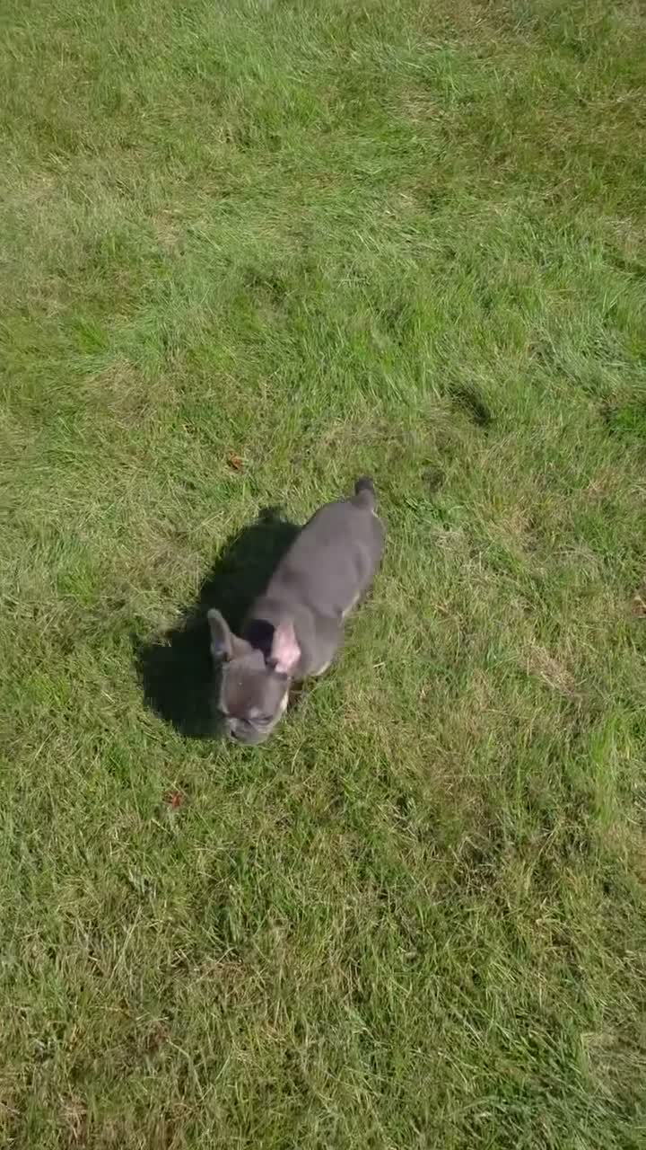 French Bulldog dogs for sale: BiBi - Video 1