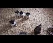 Double Doodle dogs for sale: Jack - Video 1