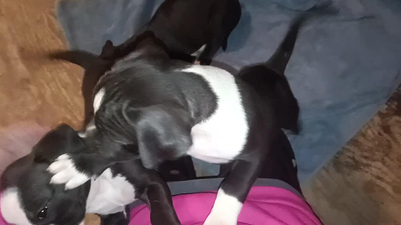 American Bully dogs for sale: Puppy - Video 1