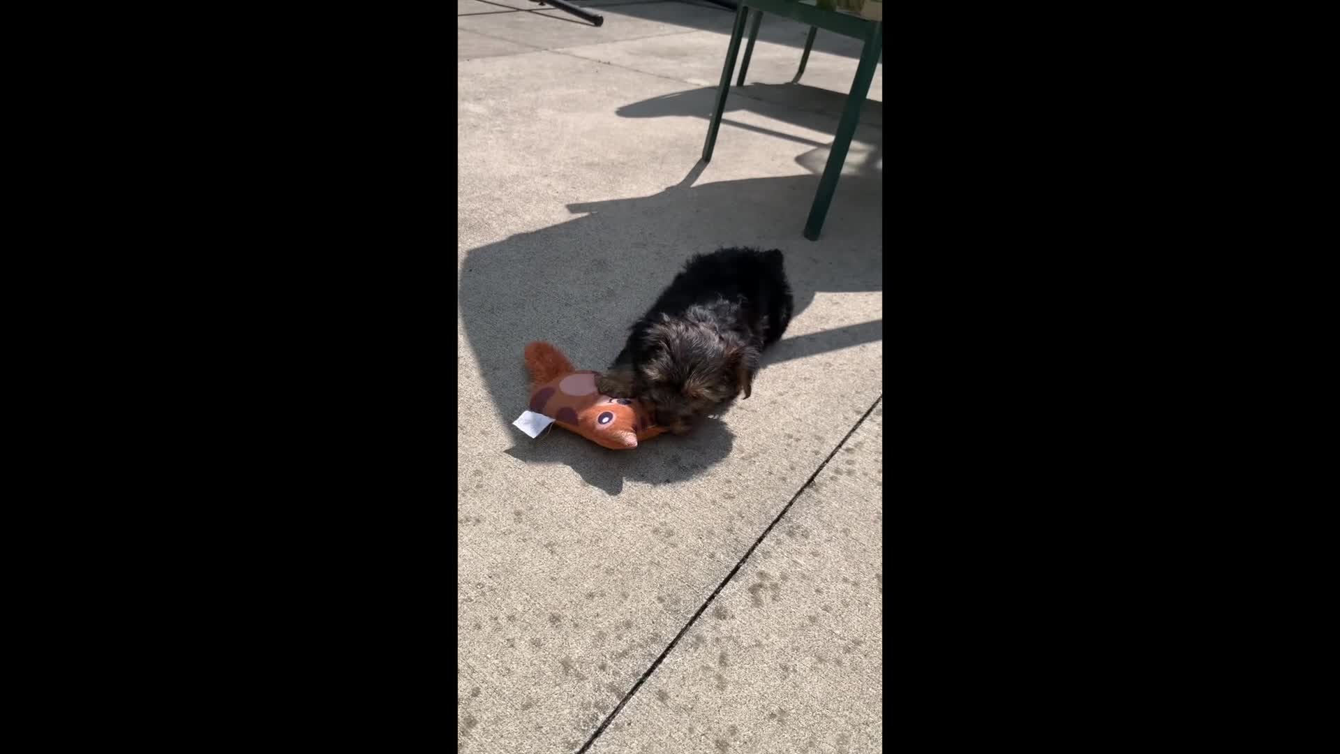 Yorkshire Terrier dogs for sale: Marshall - Video 1