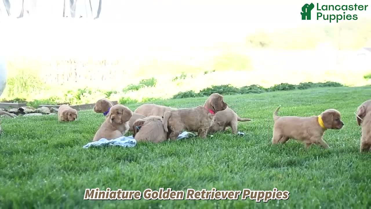 Miniature Golden Retriever dogs for sale: Marcie - Video 1