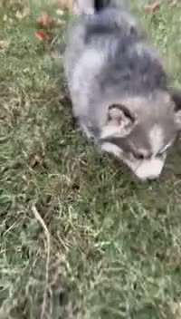 Pomsky dogs for sale: Mistletoe - Video 1