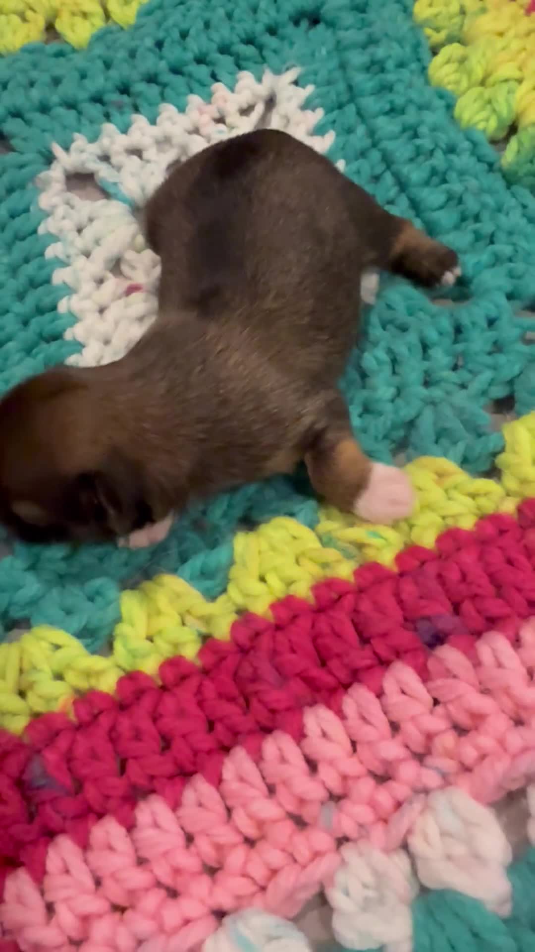 Chihuahua dogs for sale: Chihuahua 2 - Video 1