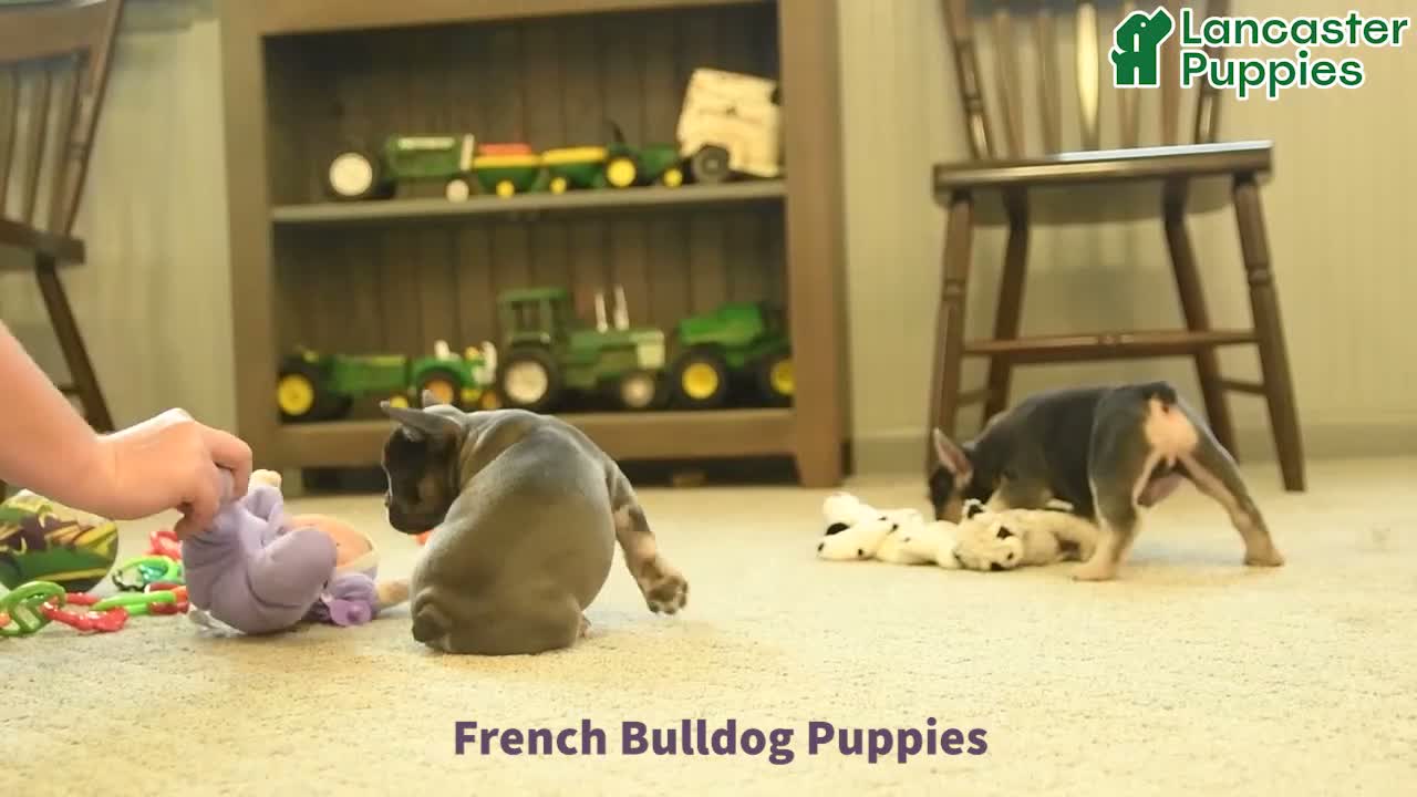 French Bulldog dogs for sale: Alexa - Video 1