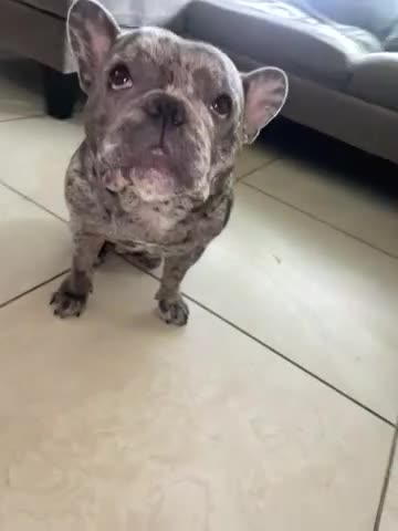 French Bulldog dogs for sale: Lola - Video 1