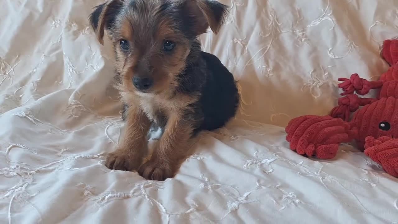 Yorkshire Terrier dogs for sale: Tucker - Video 1