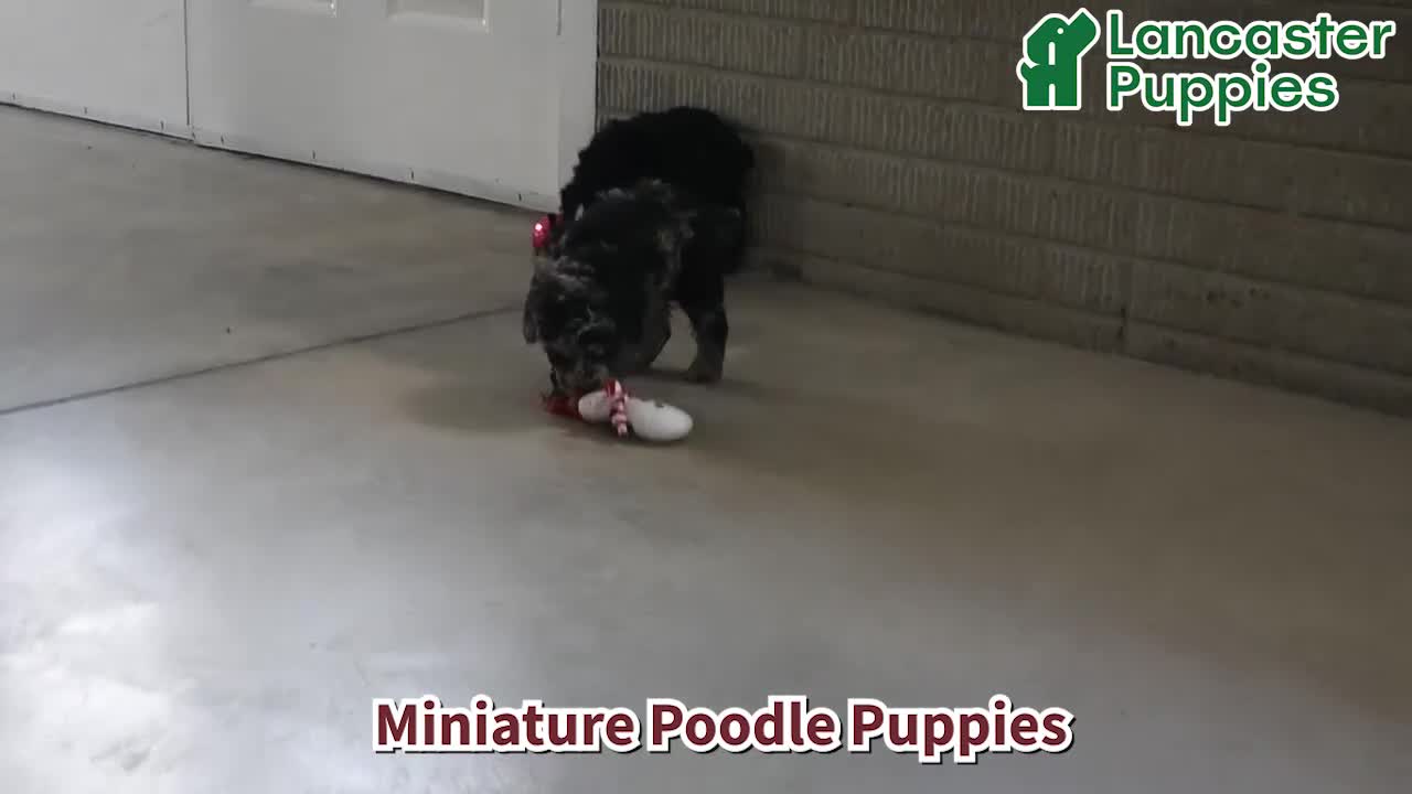 Miniature Poodle dogs for sale: Bessie - Video 1