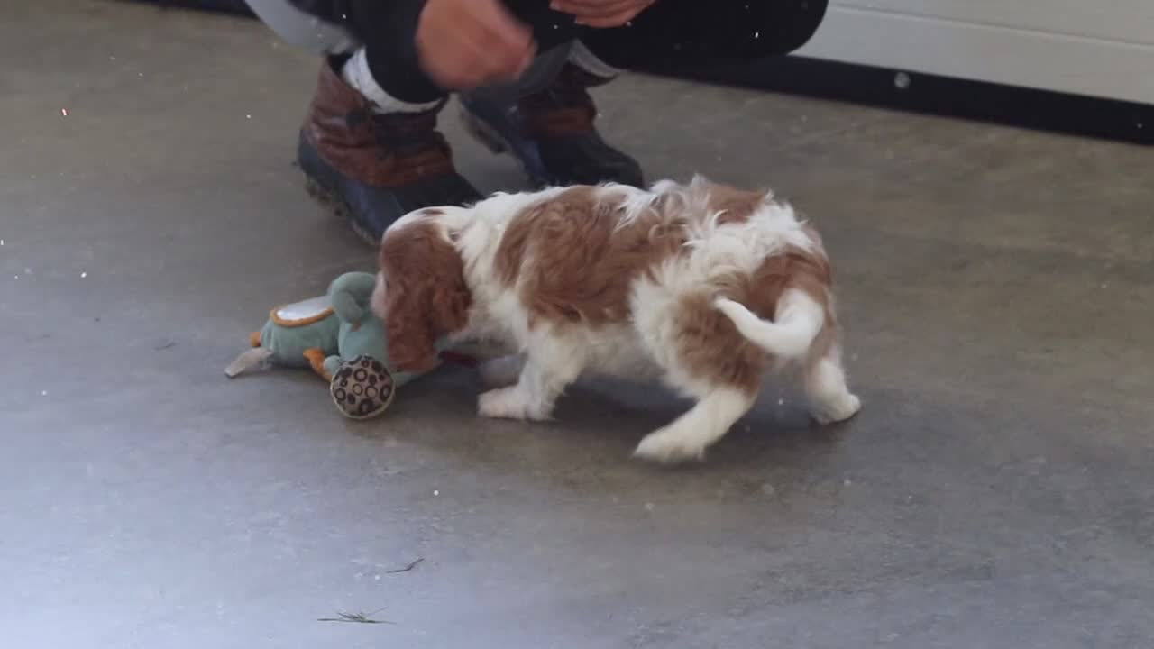 Cavalier King Charles Spaniel dogs for sale: Lila - Video 1