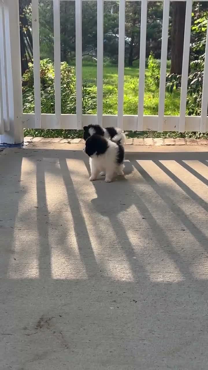 Pomeranian dogs for sale: Girl 2 - Video 1
