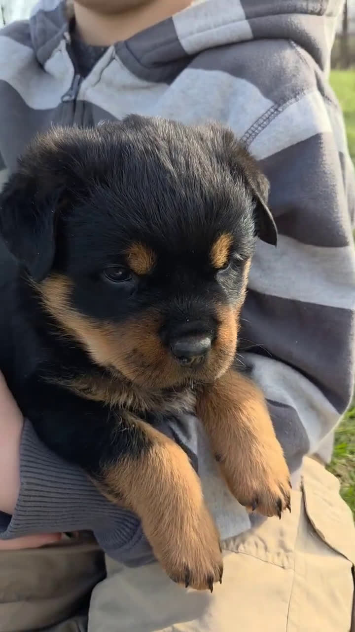 Rottweiler dogs for sale: Miss Bonny - Video 1