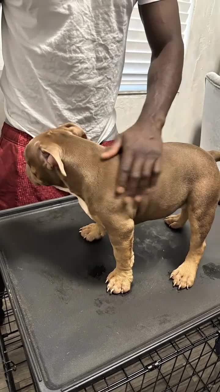 American Bully dogs for sale: American Bully Puppy 1 - Video 2