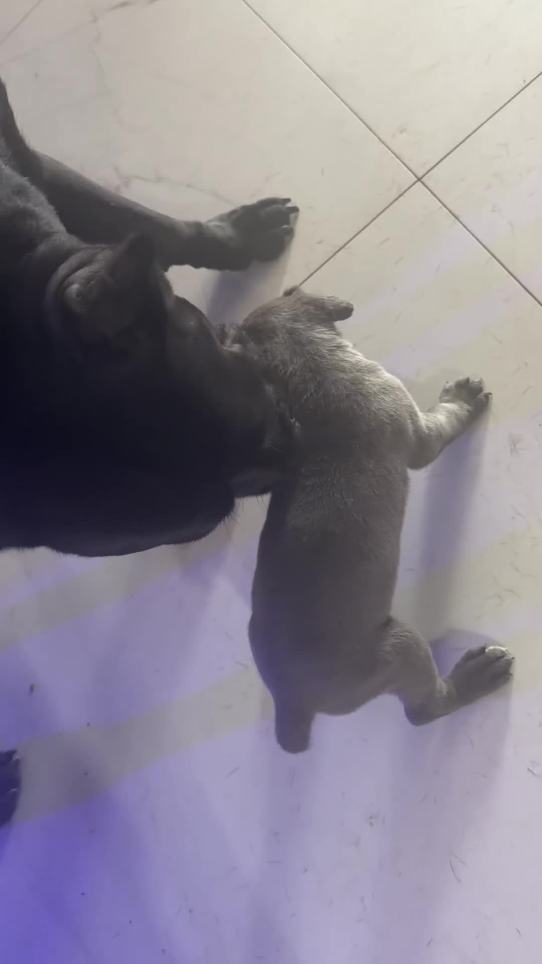Cane Corso dogs for sale: Cane Corso 3 - Video 1