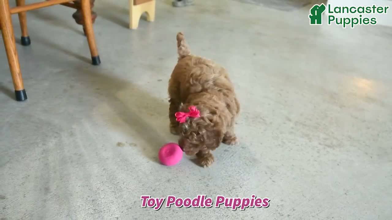 Toy Poodle dogs for sale: Sage - Video 1