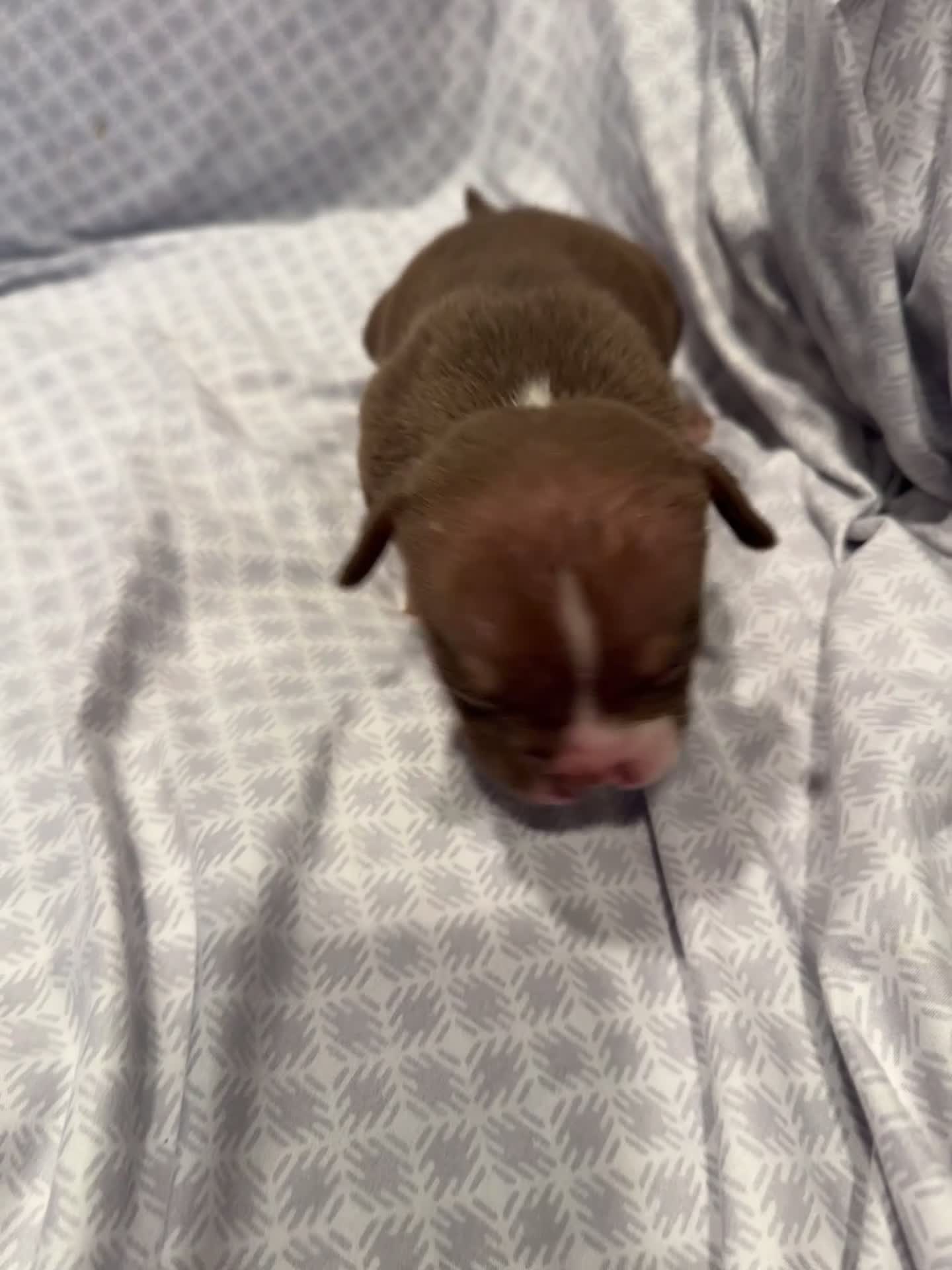 American Bully dogs for sale: American Bully Puppy 8 - Video 1