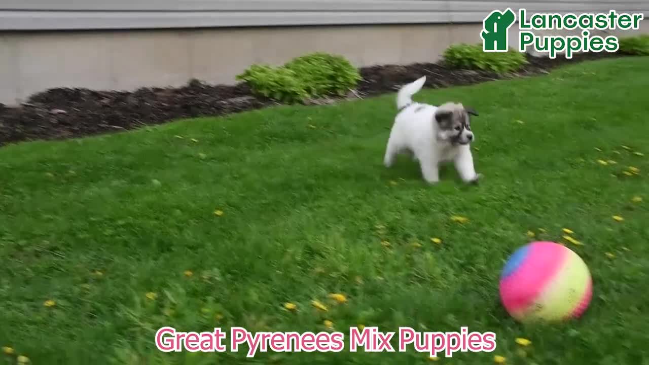 Mixed Breed dogs for sale: Bowan - Video 1