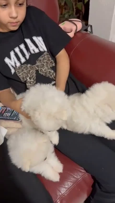 Pomeranian dogs for sale: Pomeranian Puppy 1 - Video 1