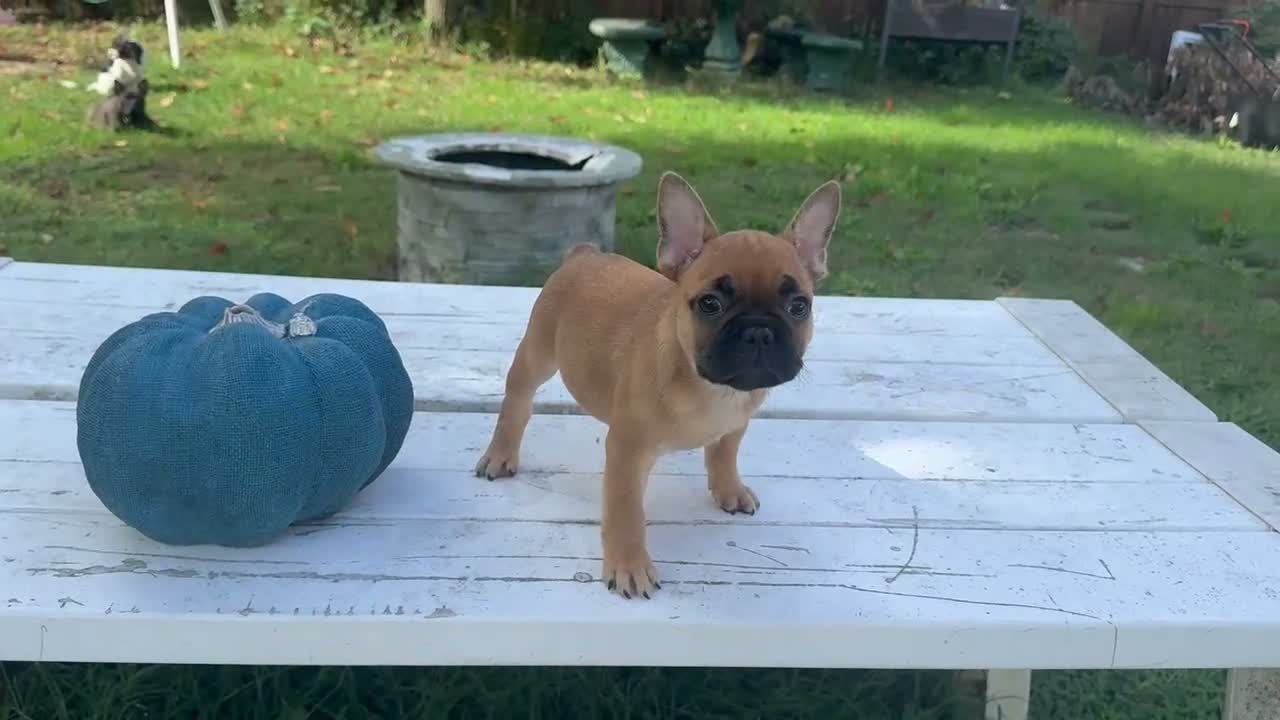 French Bulldog dogs for sale: Pou - Video 1