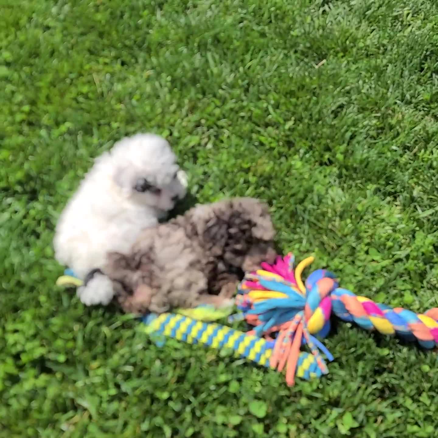 Miniature Poodle dogs for sale: Tristan - Video 1